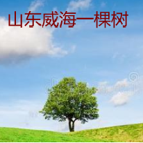 一棵树的用户头像