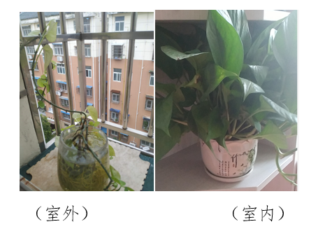 project-image