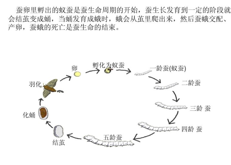project-image