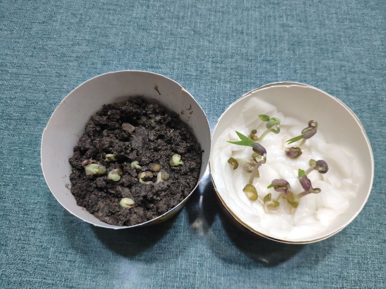Green Gram Seed Germination, Time Period, Process
