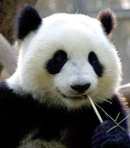 大熊猫体温监测疾病预警系统