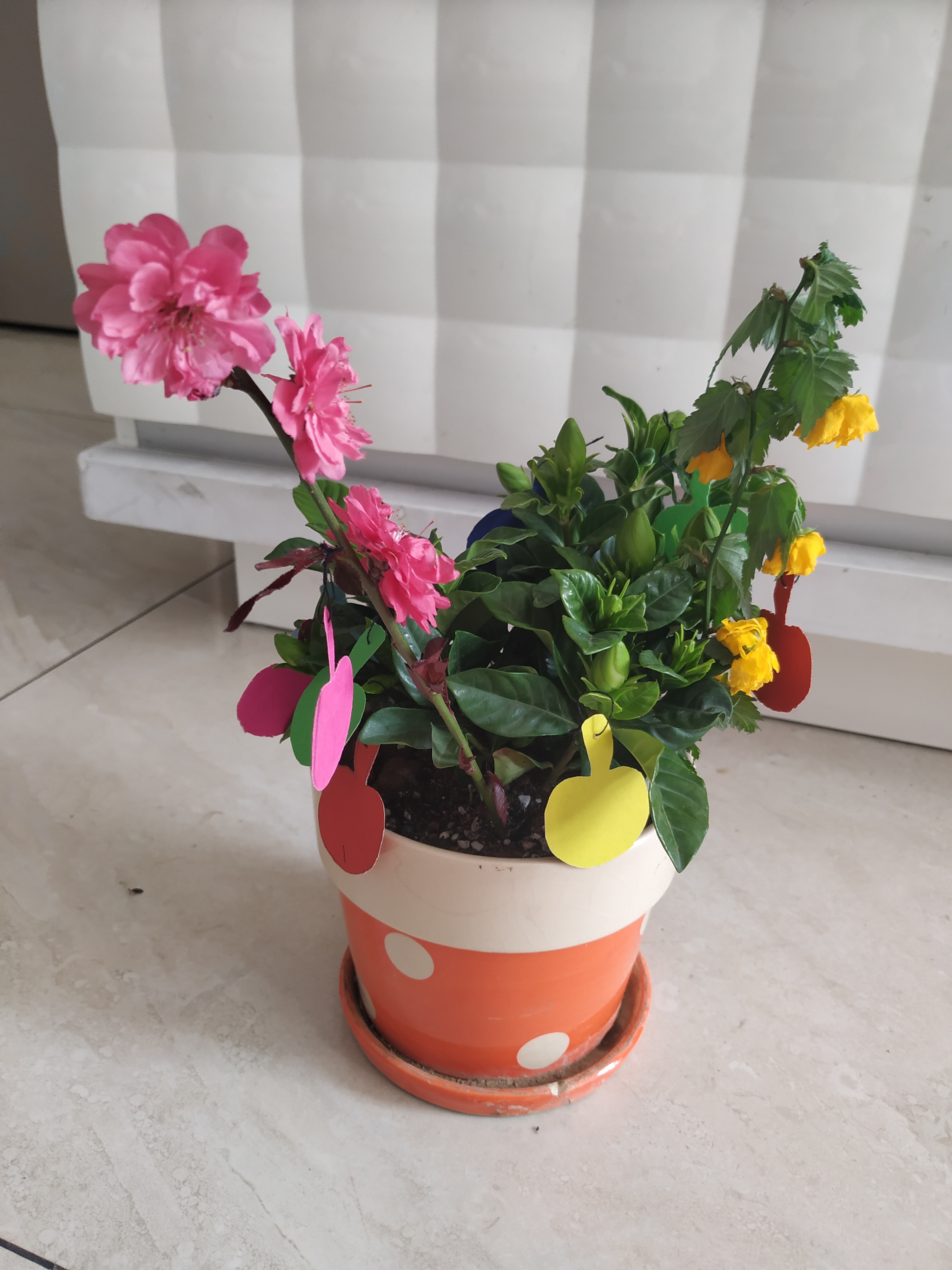 【教哈有方】苹果苹果唱支歌