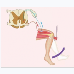 xtiao.png