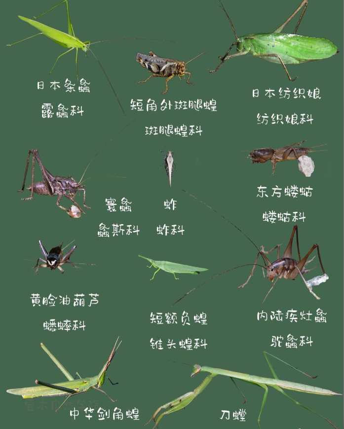 基于行空板的CNN校园昆虫智能识别