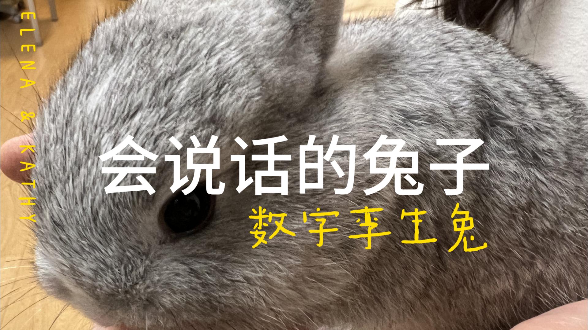 【决赛】会说话的兔子-数字孪生兔