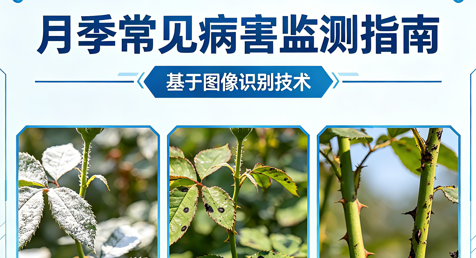【创意智造组】基于图像识别实现月季常见病害监测——常见病害：白粉病、黑斑病、黑杆病