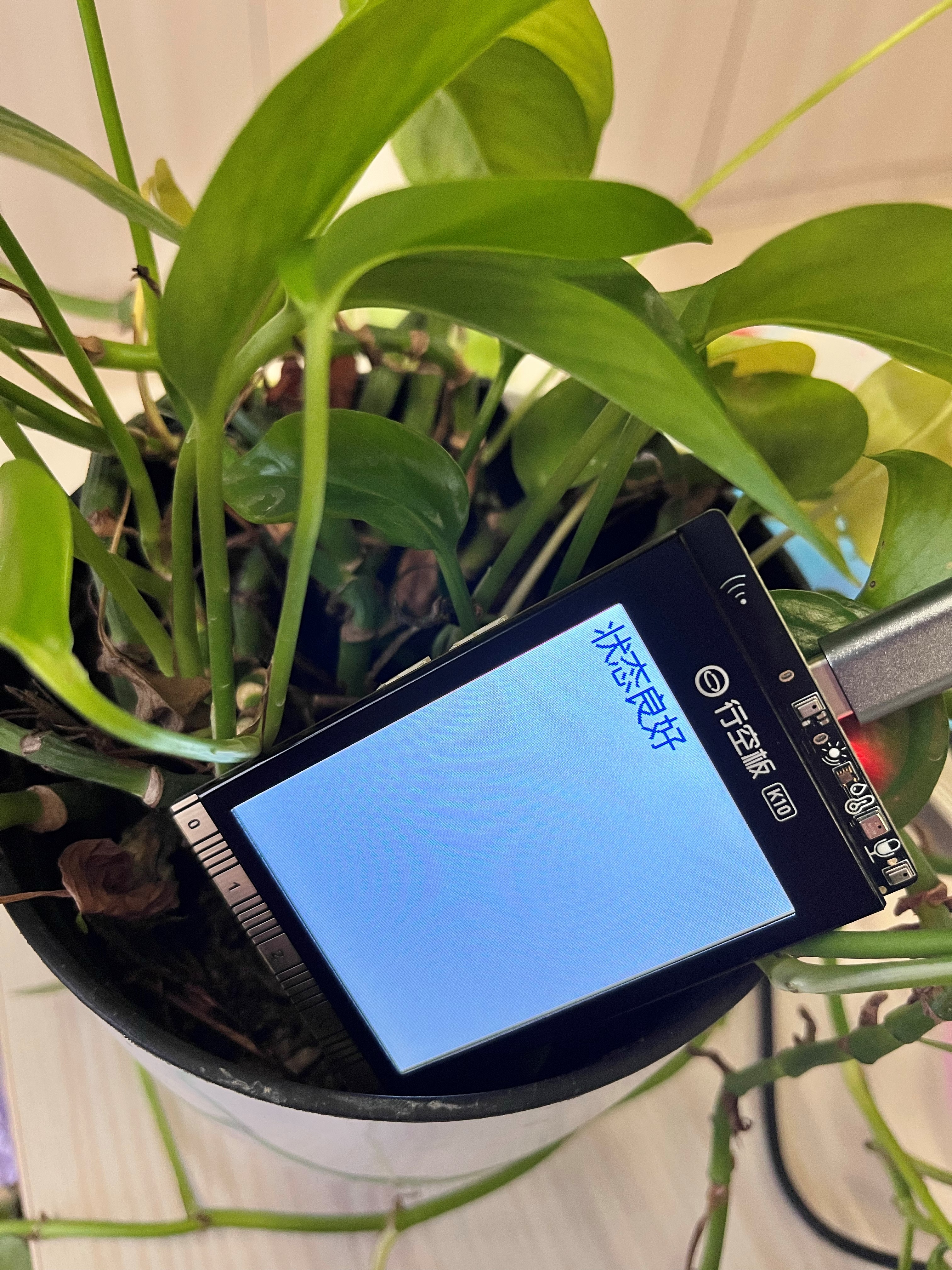 行空板K10—校园植物保持生机